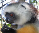 Lemur - Madagascar