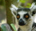 Lemur - Madagascar