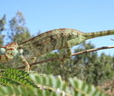 Kameleon - Madagascar