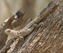 Hagedis - Madagascar