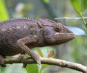 Kameleon - Madagascar