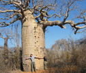 Baobab - Madagascar