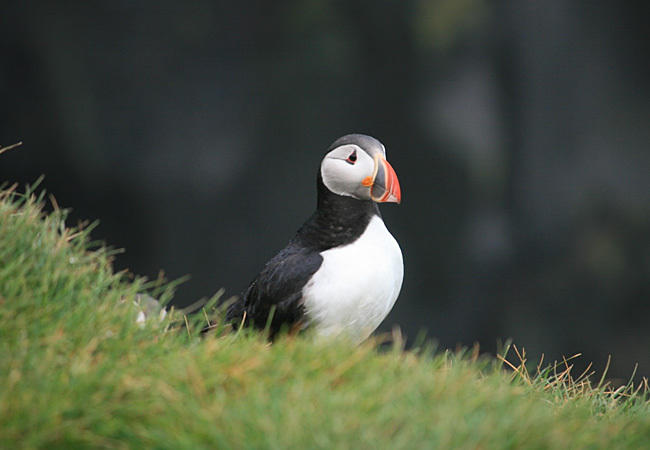 Papegaaiduiker IJsland