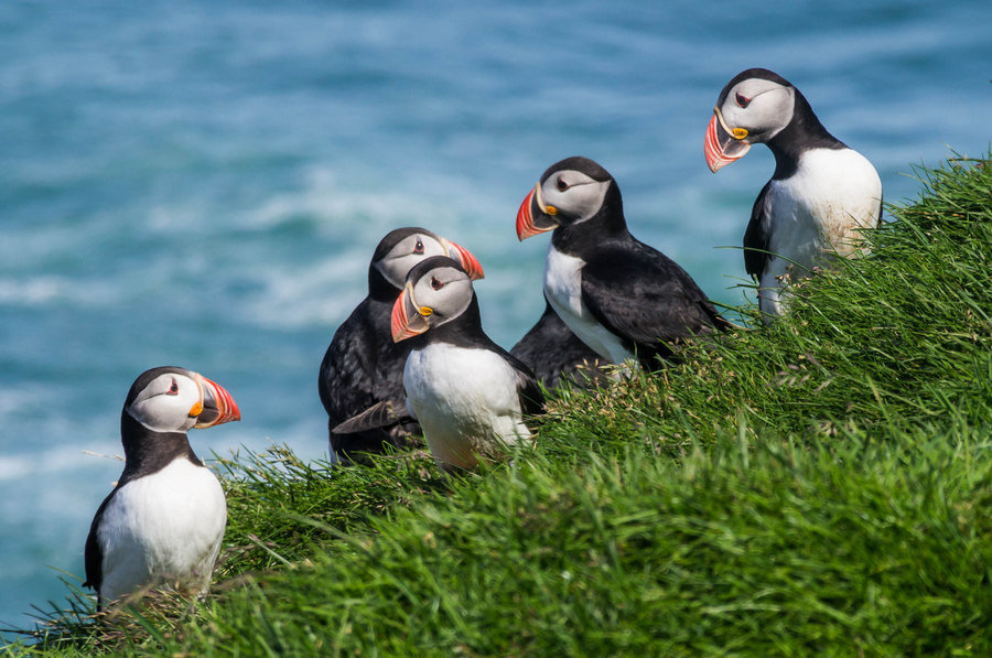 vogels puffins