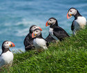 vogels puffins