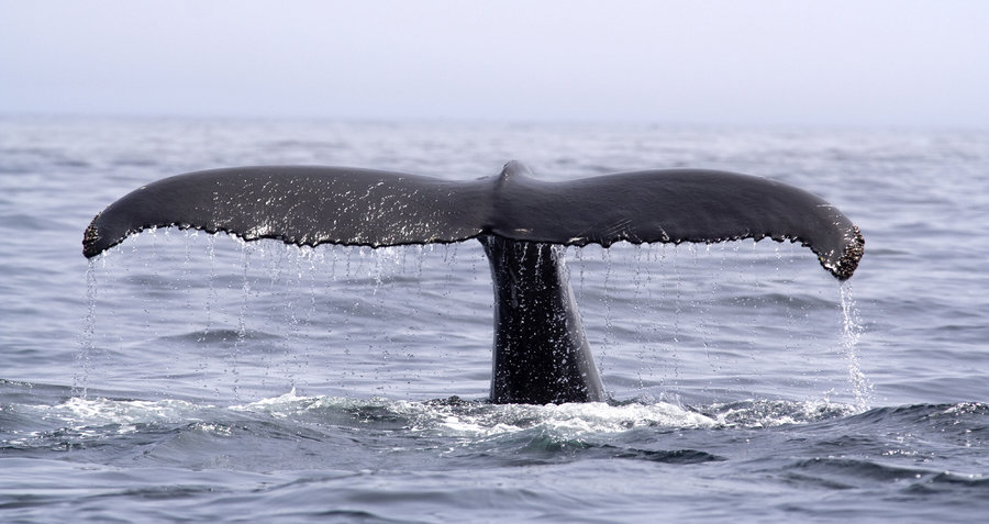 walvis