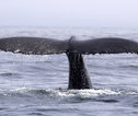 walvis