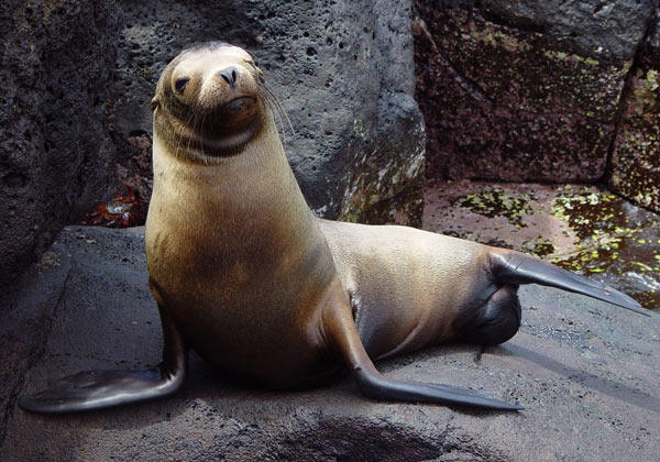 Galapagos eilanden