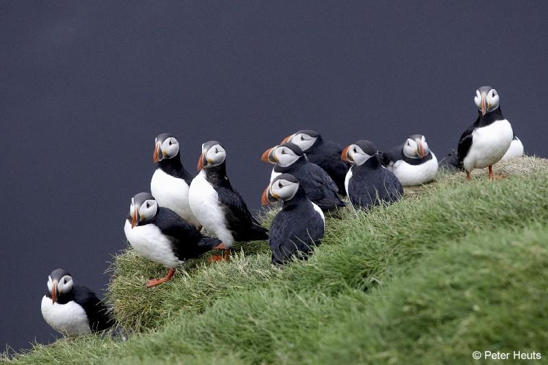 vogels