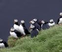 vogels
