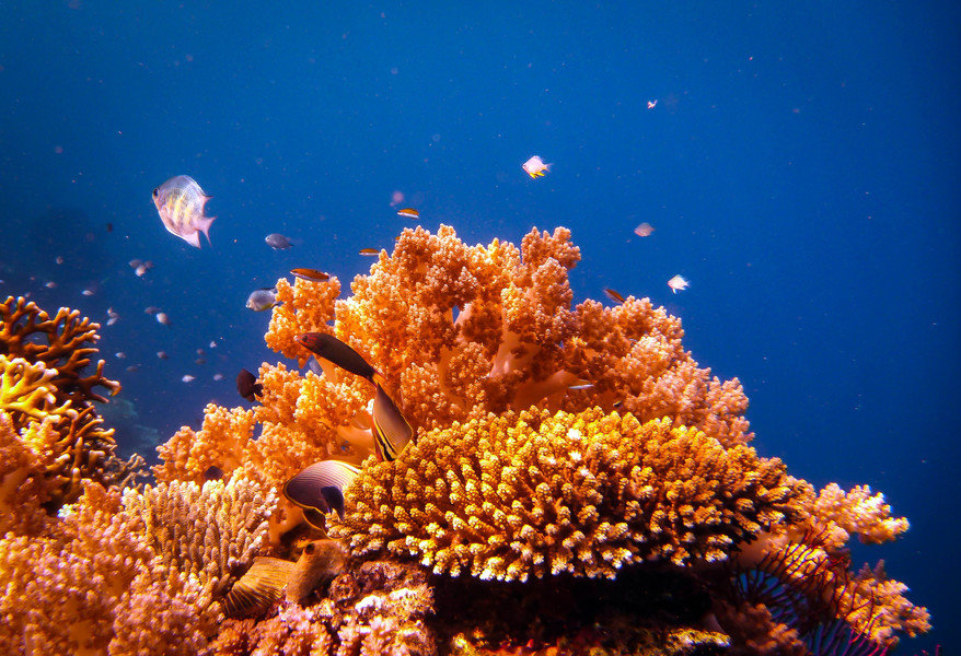 snorkel