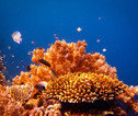 snorkel