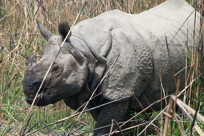 Chitwan Nepal