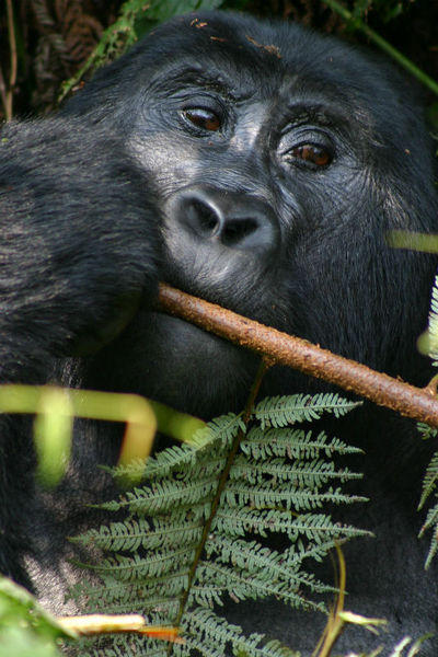 Gorilla tracking Uganda
