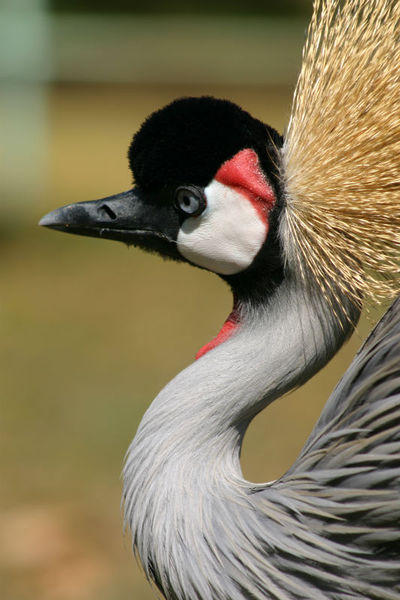 Ugandese kroonkraanvogel