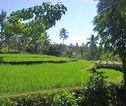Rijstvelden Lombok Indonesië