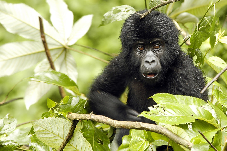 Chimpansee Volcanoes NP