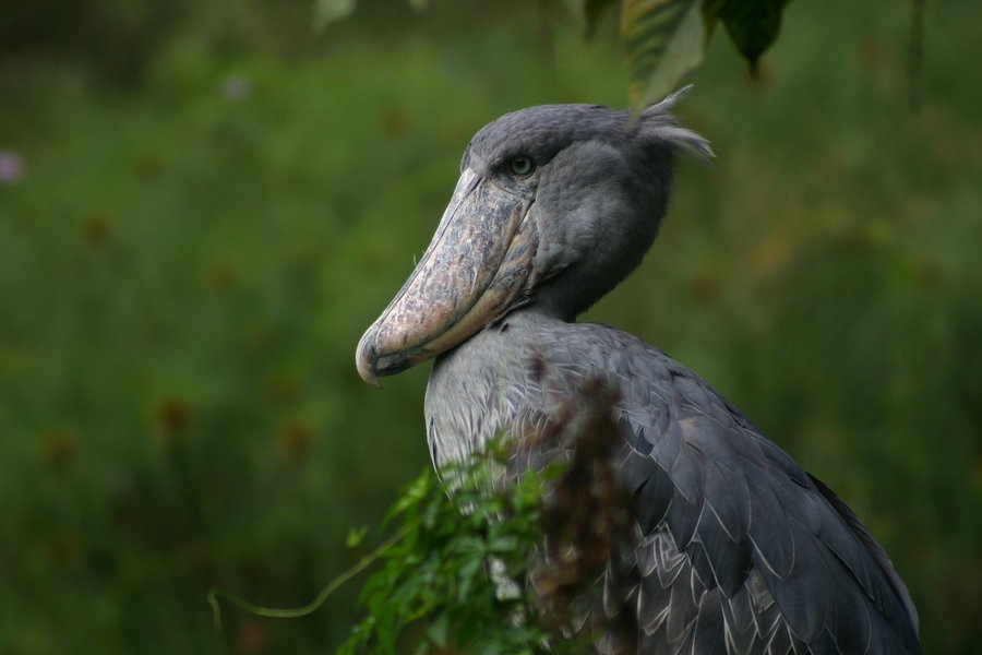 schoenbekooievaar Rwanda