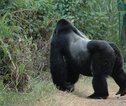 Gorilla trekking - silverback