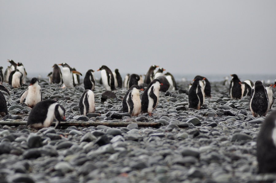 Poolreis Antarctica
