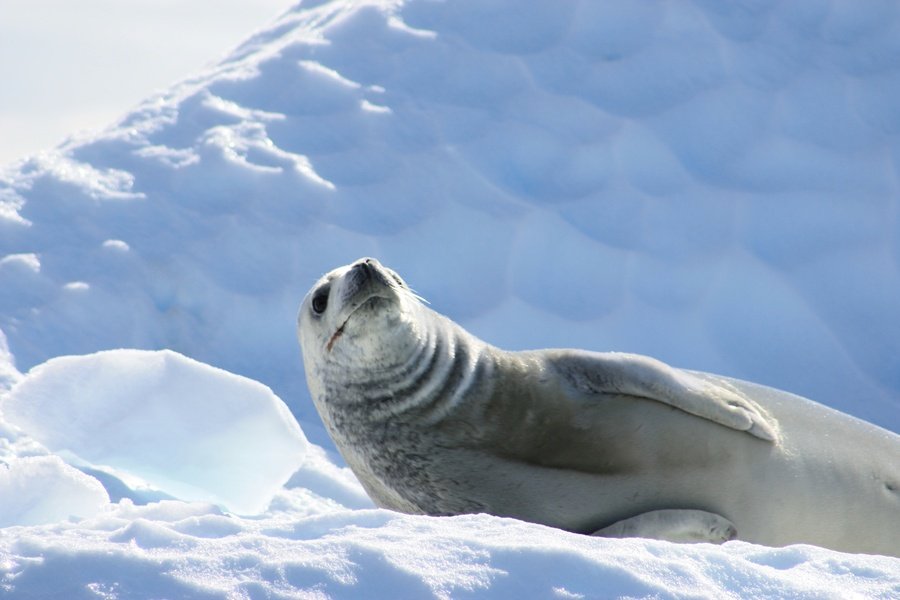 Rondreis Antarctica, S. Georgia en de Poolcirkel