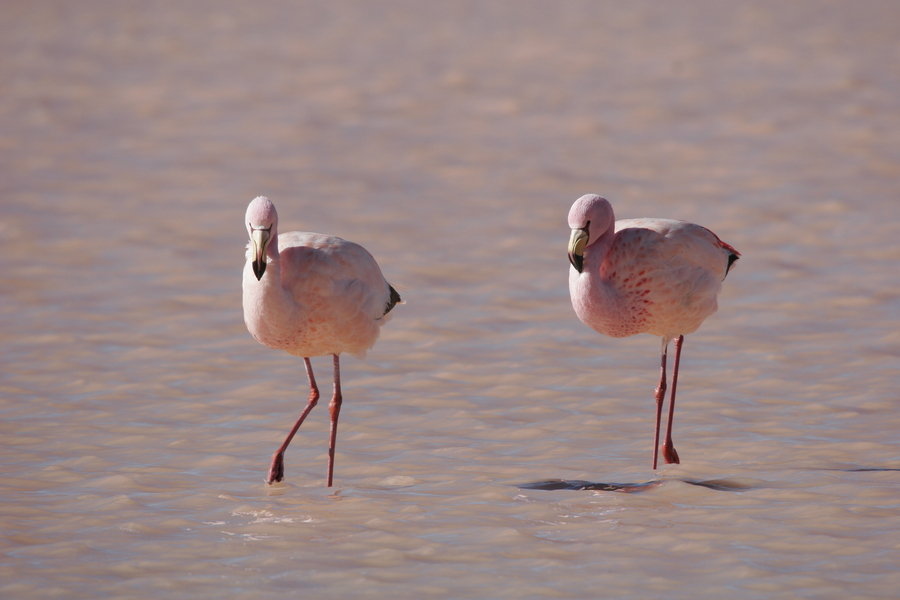 Bolivia Flamingo's