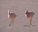 Bolivia Flamingo's