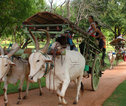 Rondreis Sri lanka