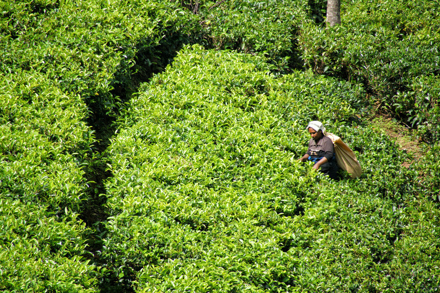 Rondreis Sri lanka