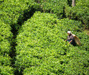 Rondreis Sri lanka