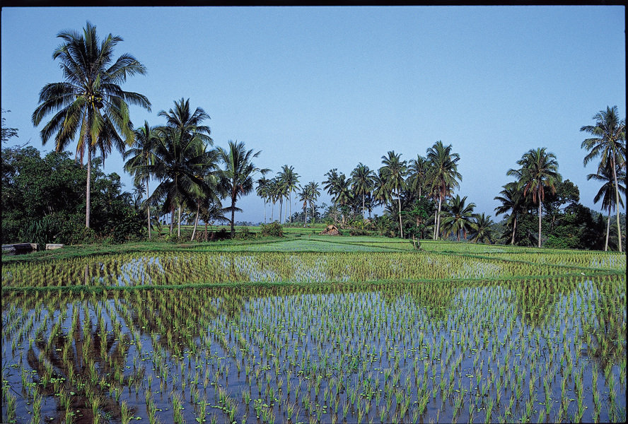Rondreis Sri lanka