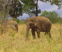 Rondreis Sri lanka