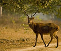 Noord-India wildlife