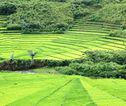Rijstvelden Indonesië
