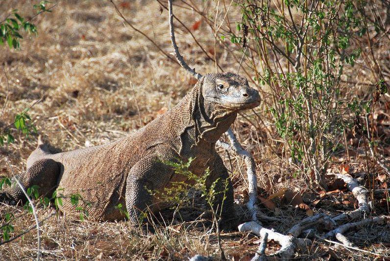 Komodo varaan