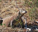 Komodo varaan