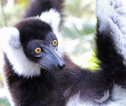 Lemur Madagascar