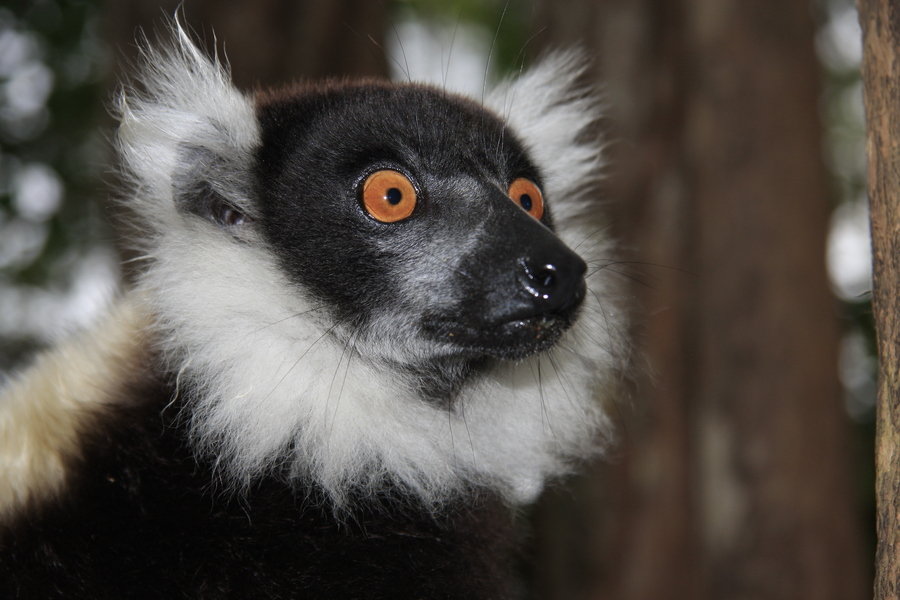 Lemur - Madagascar