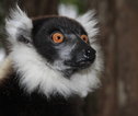 Lemur - Madagascar