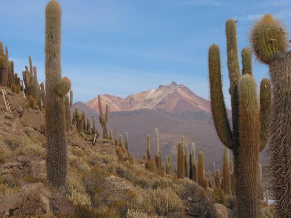 Cactuslandschap Zuid-Amerika