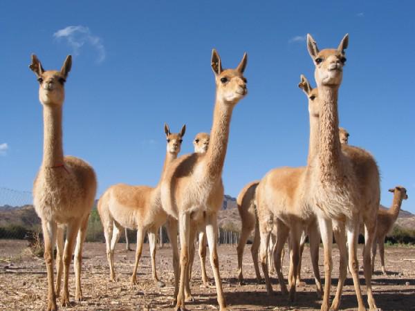 Groep Lama's, Zuid-Amerika
