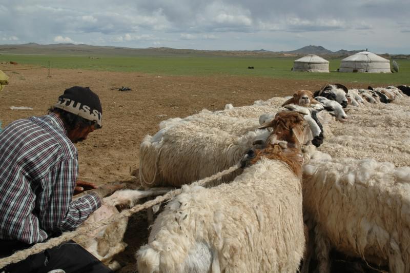schapen
