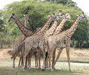 Giraffes