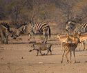 Wildleven Afrika
