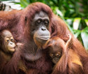 Rondreis Maleisisch Borneo Orang oetan