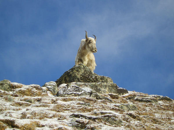 Rondreis Nepal Everest Base Camp Trek - yak
