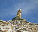Rondreis Nepal Everest Base Camp Trek - yak