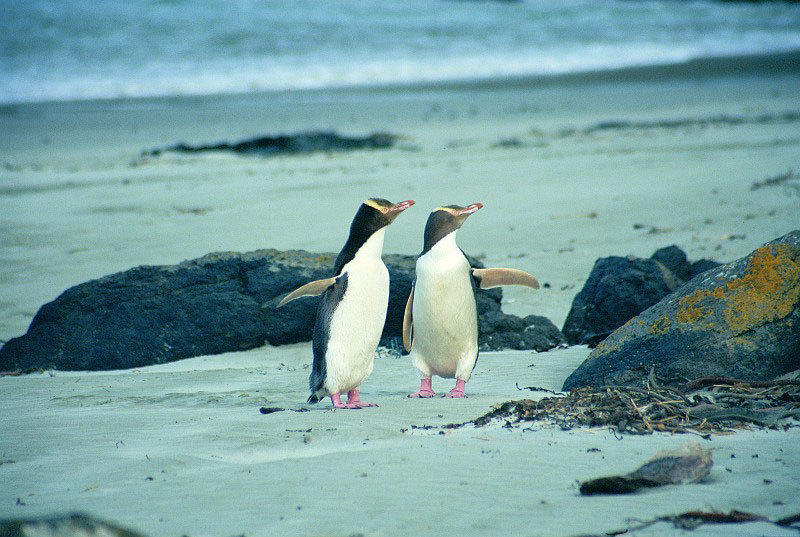 pinguins