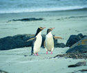 pinguins