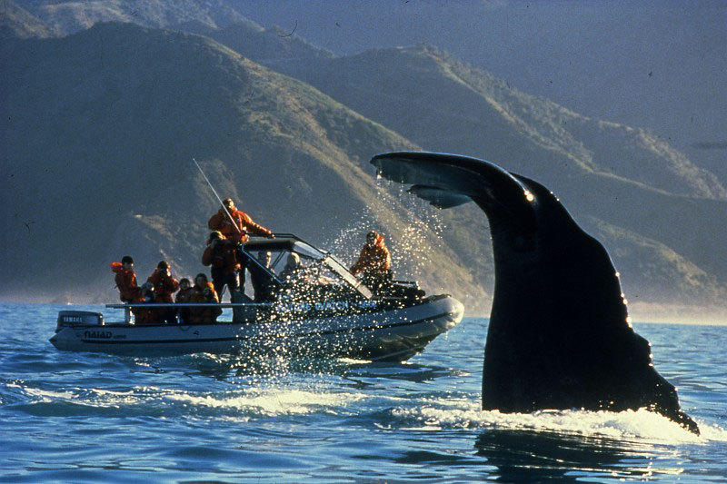 Kaikoura